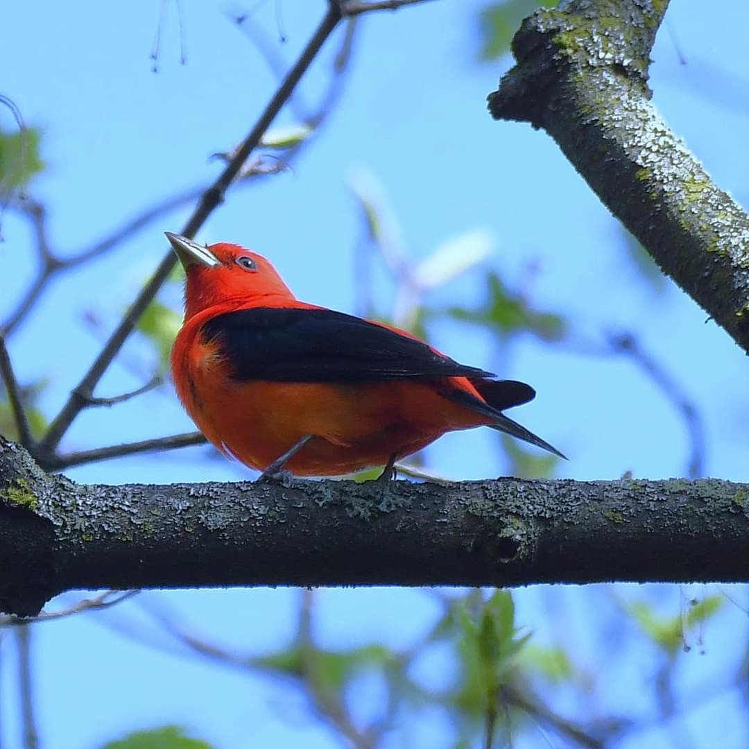 Scarlet Tanager - ML618259841