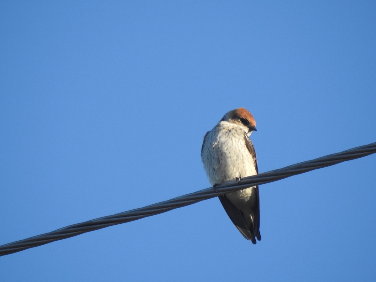 Greater Striped Swallow - Alastair Newton