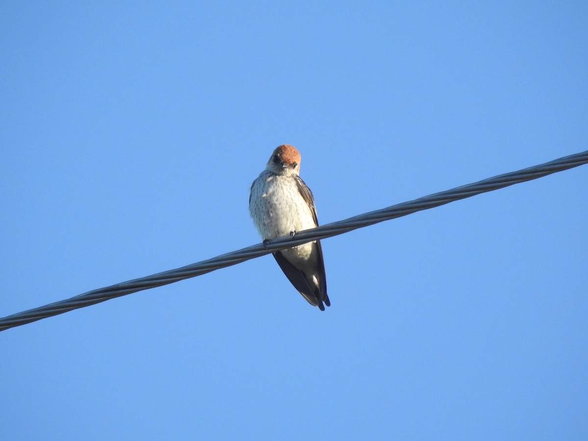 Hirondelle à tête rousse - ML618259860