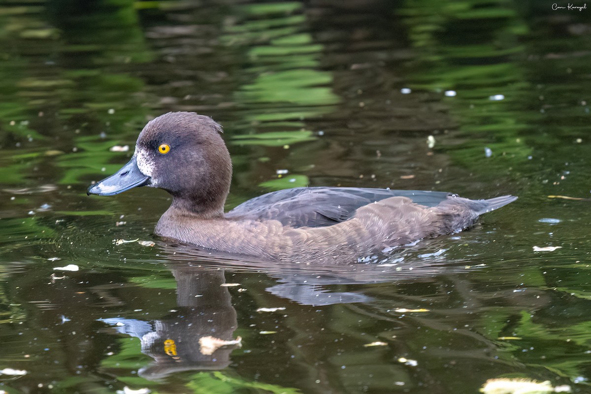 Tufted Duck - Can Karayel