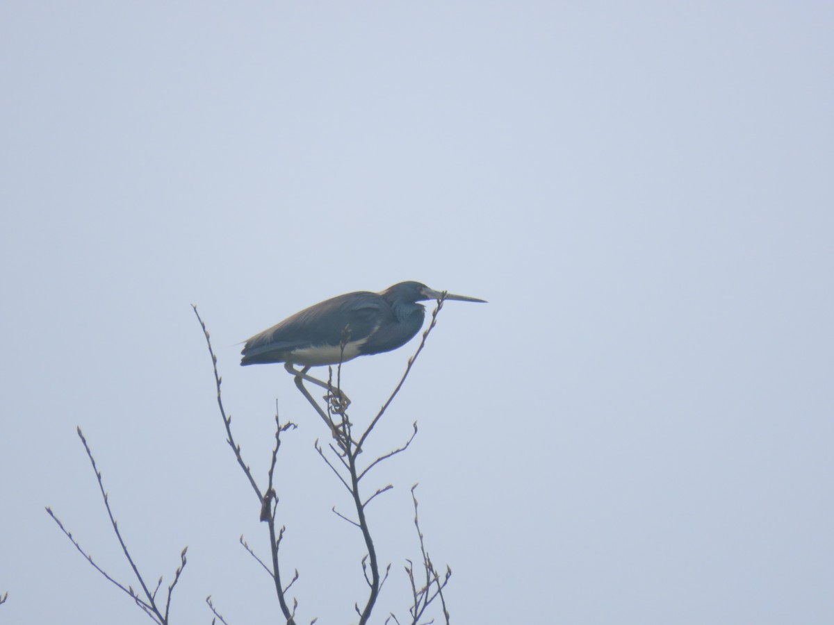 Tricolored Heron - Erik Van Den Kieboom