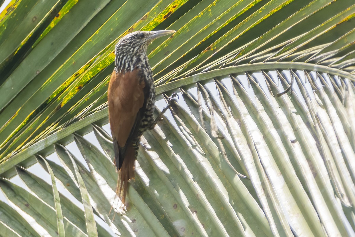 Palmsteiger - ML618259906