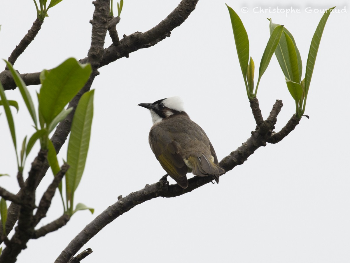 Light-vented Bulbul (formosae/orii) - Christophe Gouraud