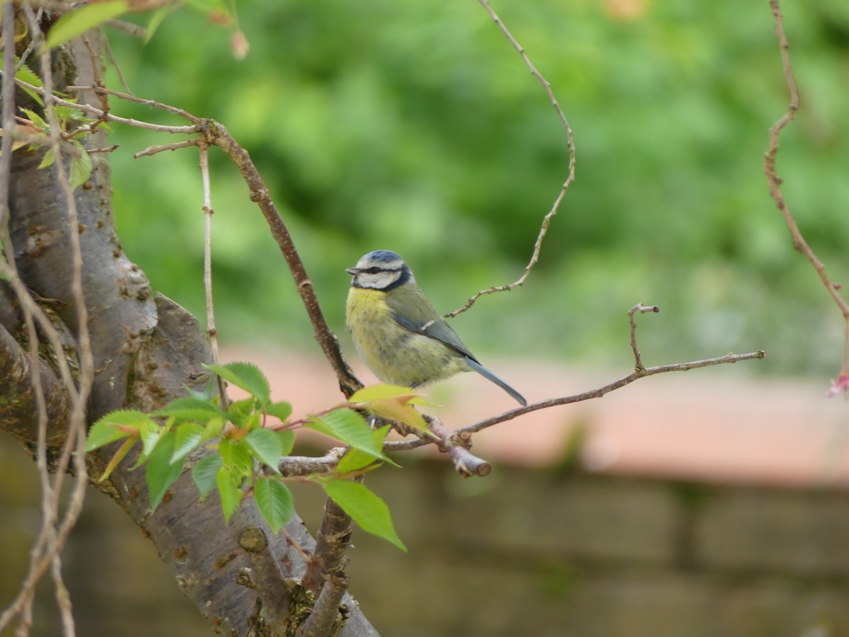 Eurasian Blue Tit - Usha Menon