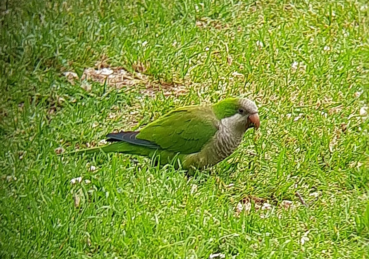 Monk Parakeet - Ángel Luis Neira