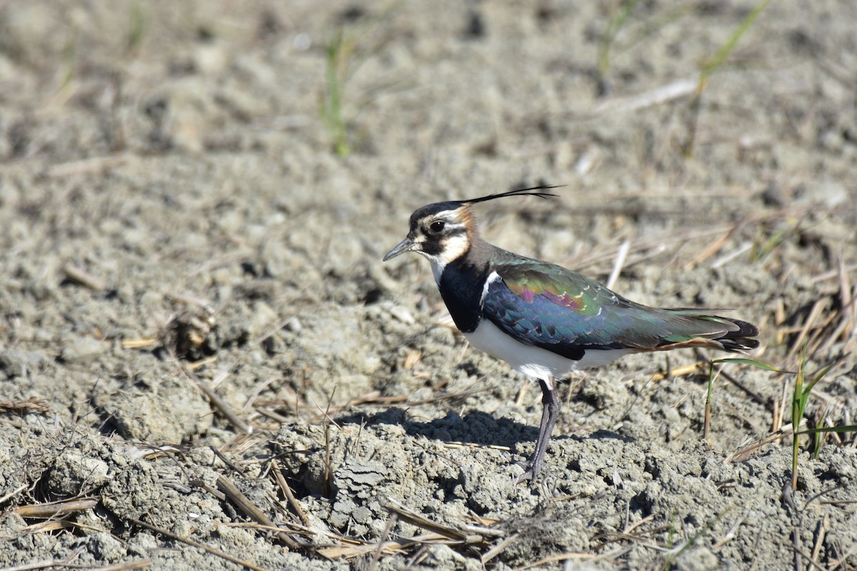 Northern Lapwing - ML618259958