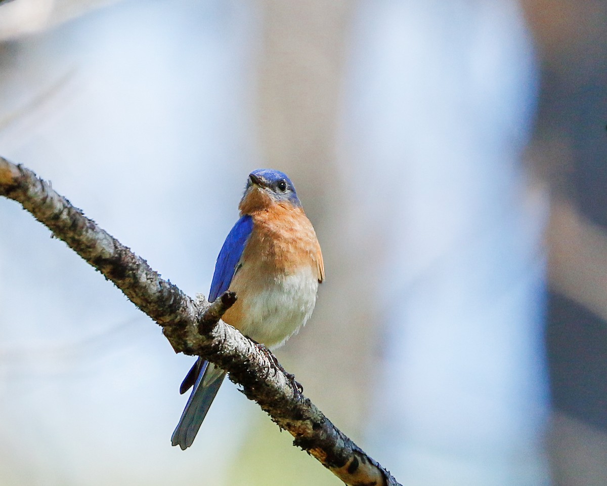 Eastern Bluebird - Per Smith