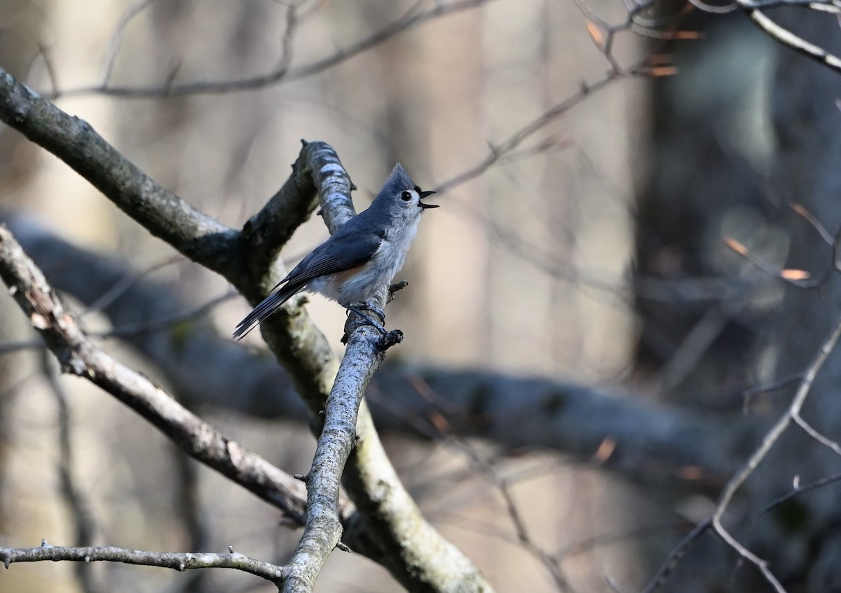 Tufted Titmouse - Donald Casavecchia