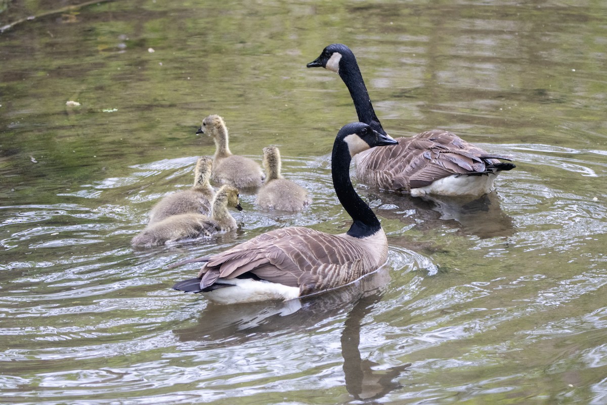 Canada Goose - Mark Miller