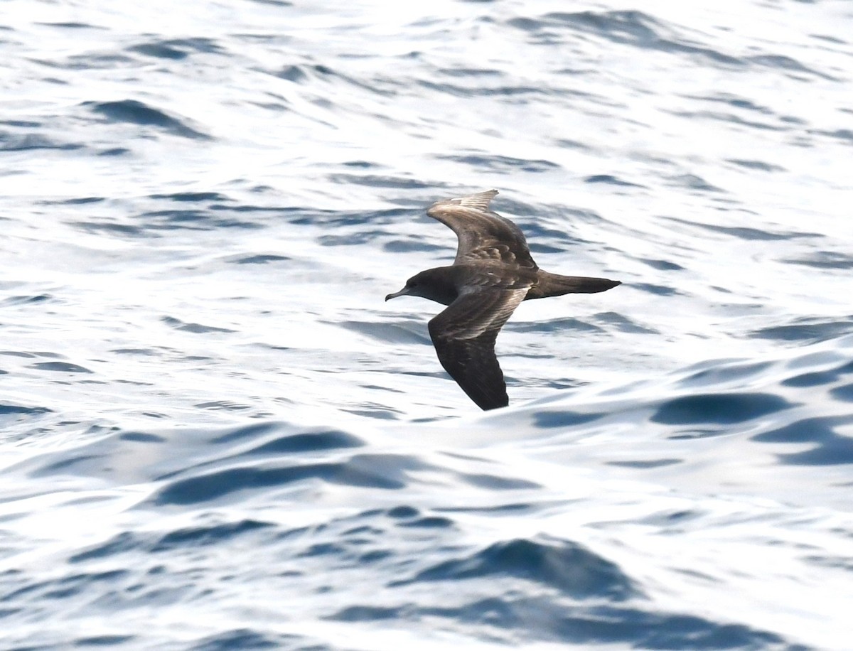 Wedge-tailed Shearwater - Robert Anderson