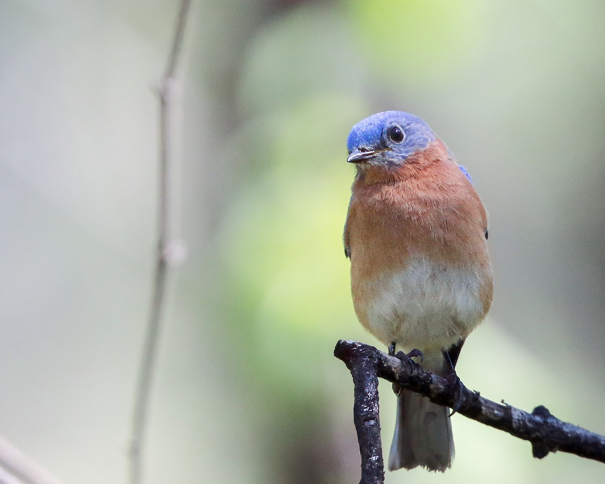 Eastern Bluebird - Per Smith