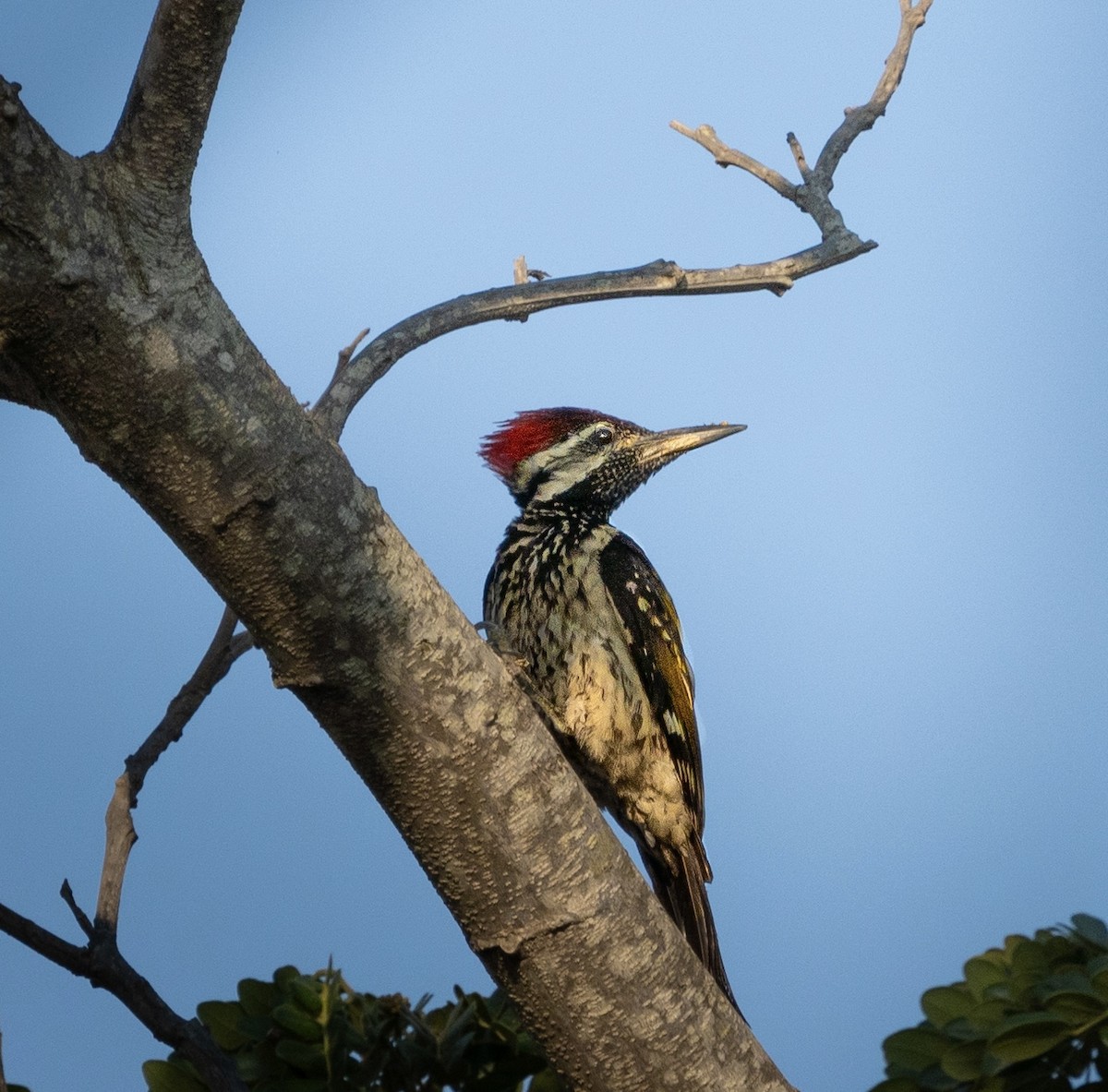 Black-rumped Flameback - Swati Nema