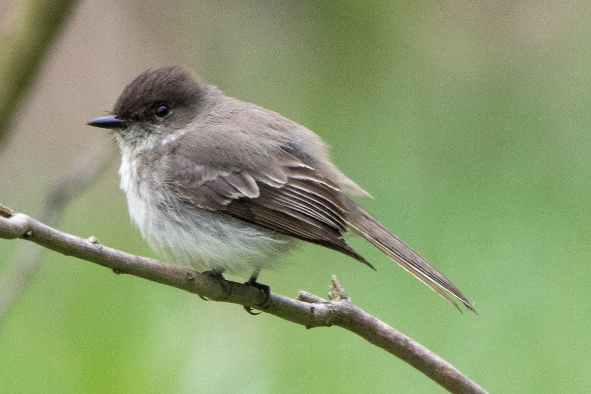 Eastern Phoebe - Mark Miller