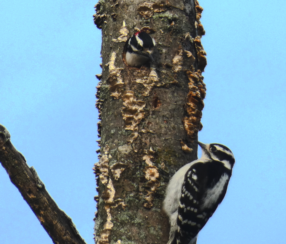 Downy Woodpecker - Marilynn Mullen