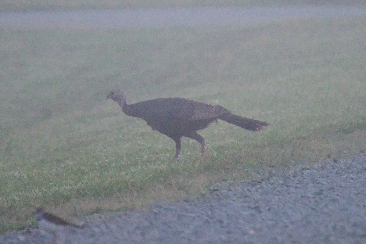 Wild Turkey - ML618260084