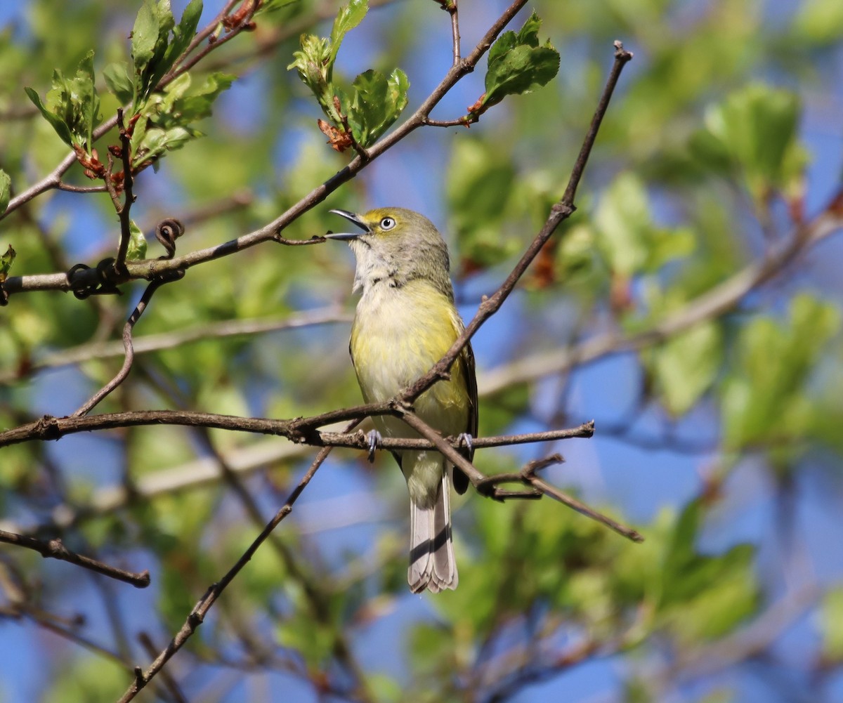 White-eyed Vireo - ML618260100