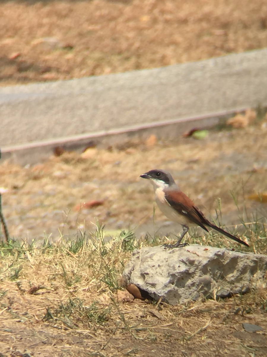 Burmese Shrike - ML618260112