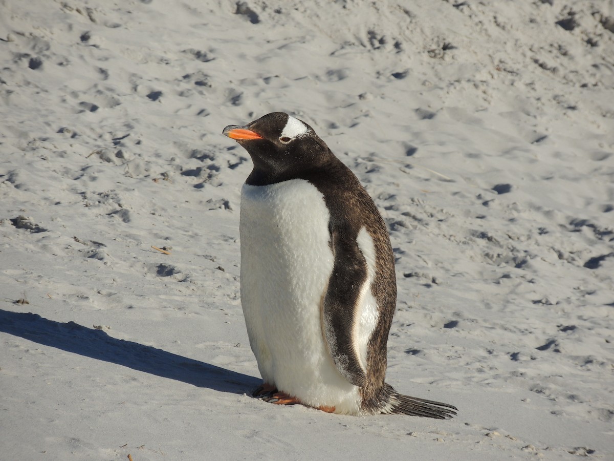 Gentoo Penguin - Peter Hopkin