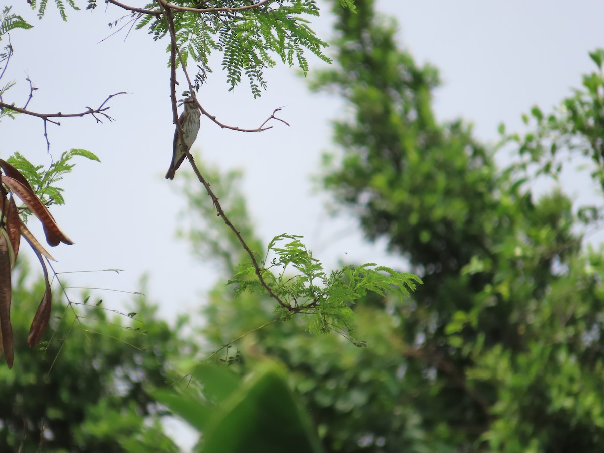 Gray-streaked Flycatcher - 韋勳 陳