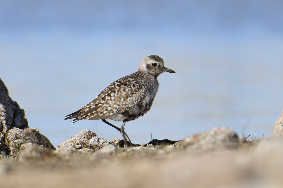 Black-bellied Plover - ML618260134