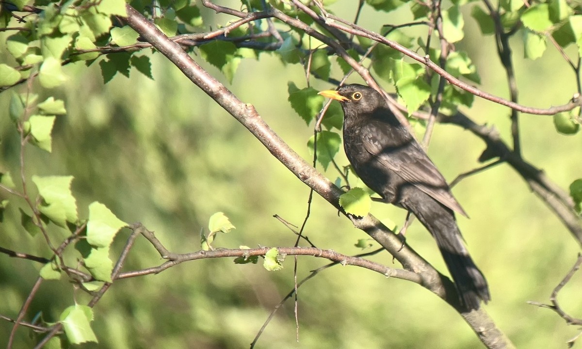 Eurasian Blackbird - Jakub Macháň