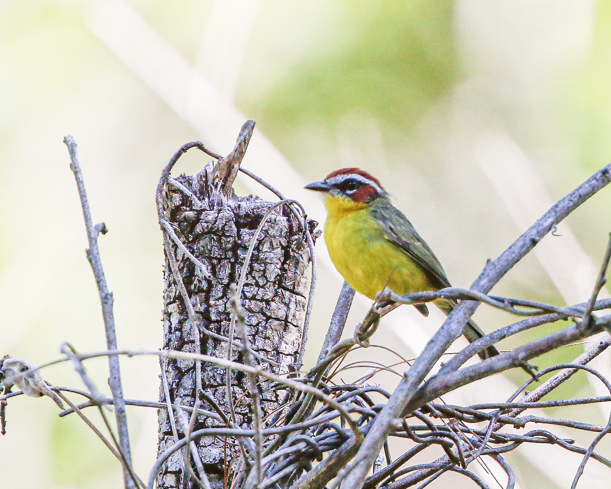 Chestnut-capped Warbler - ML618260159