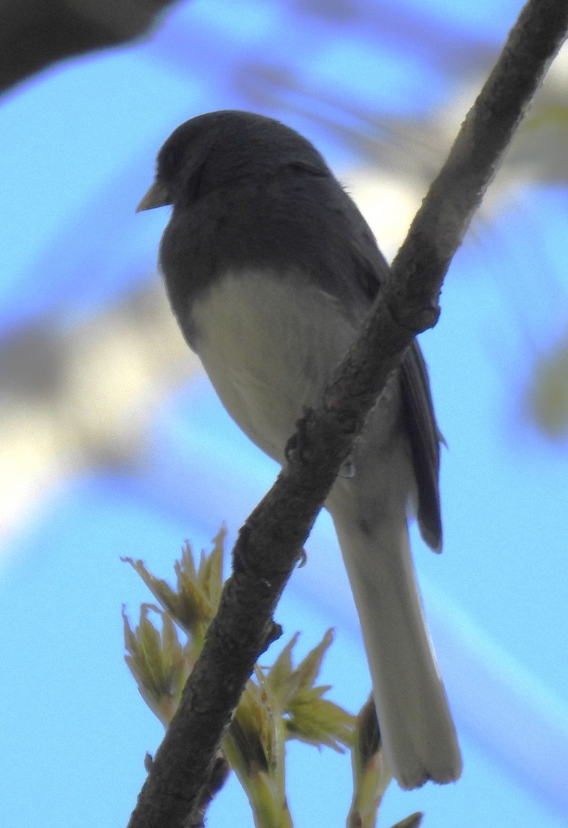 Dark-eyed Junco - Harry Colestock