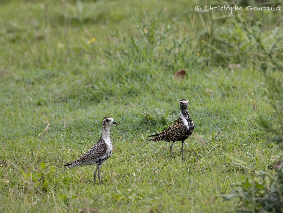 Pacific Golden-Plover - Christophe Gouraud