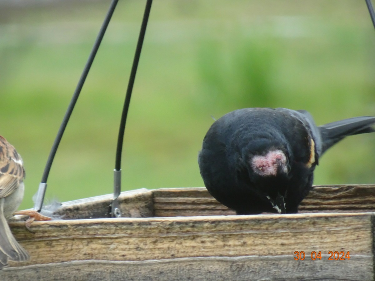 Red-winged Blackbird - ML618260187