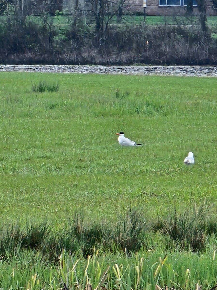 Caspian Tern - Jacob Rhodes