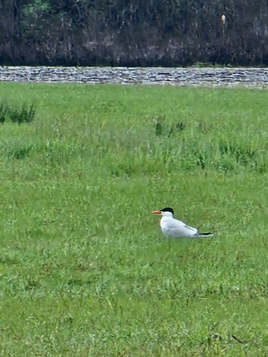 Caspian Tern - Jacob Rhodes