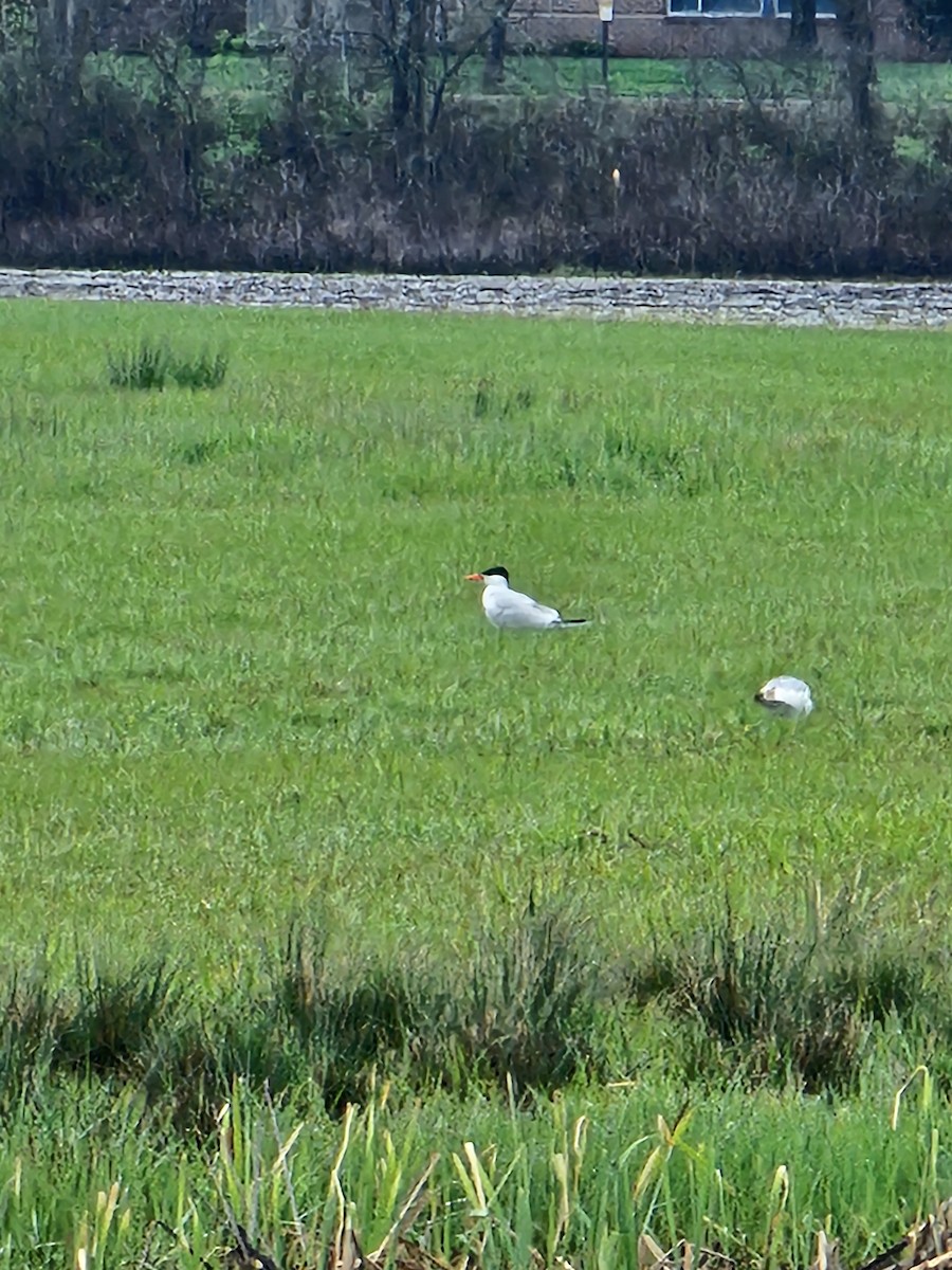 Caspian Tern - Jacob Rhodes