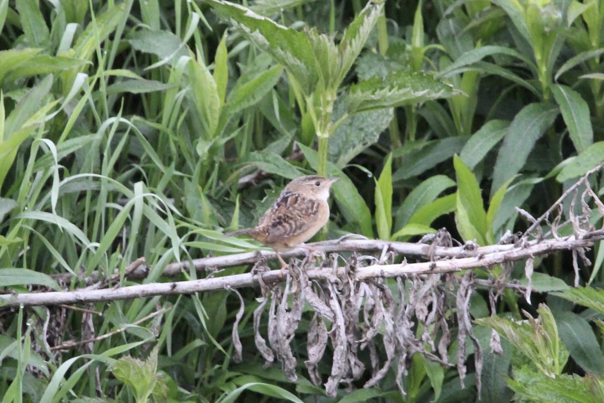 Sedge Wren - ML618260203