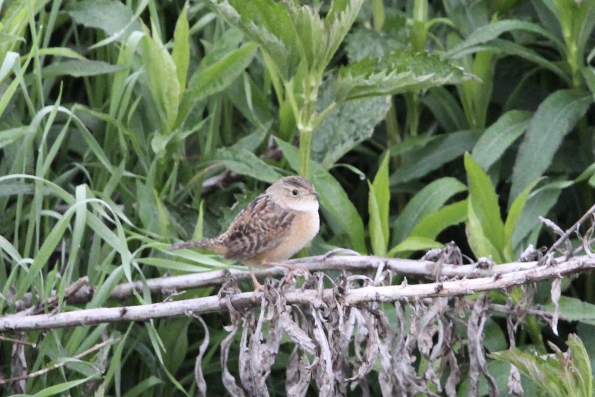 Sedge Wren - ML618260204