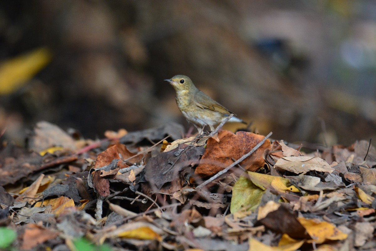 Siberian Blue Robin - Jukree Sisonmak