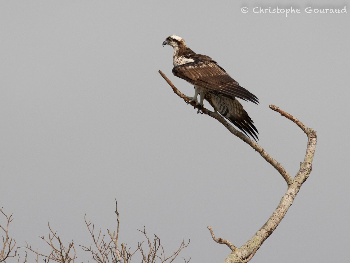 Falco pescatore (haliaetus) - ML618260244