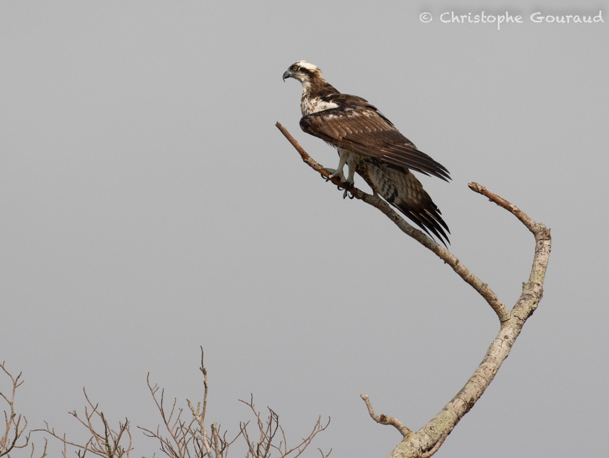 Osprey (haliaetus) - ML618260244