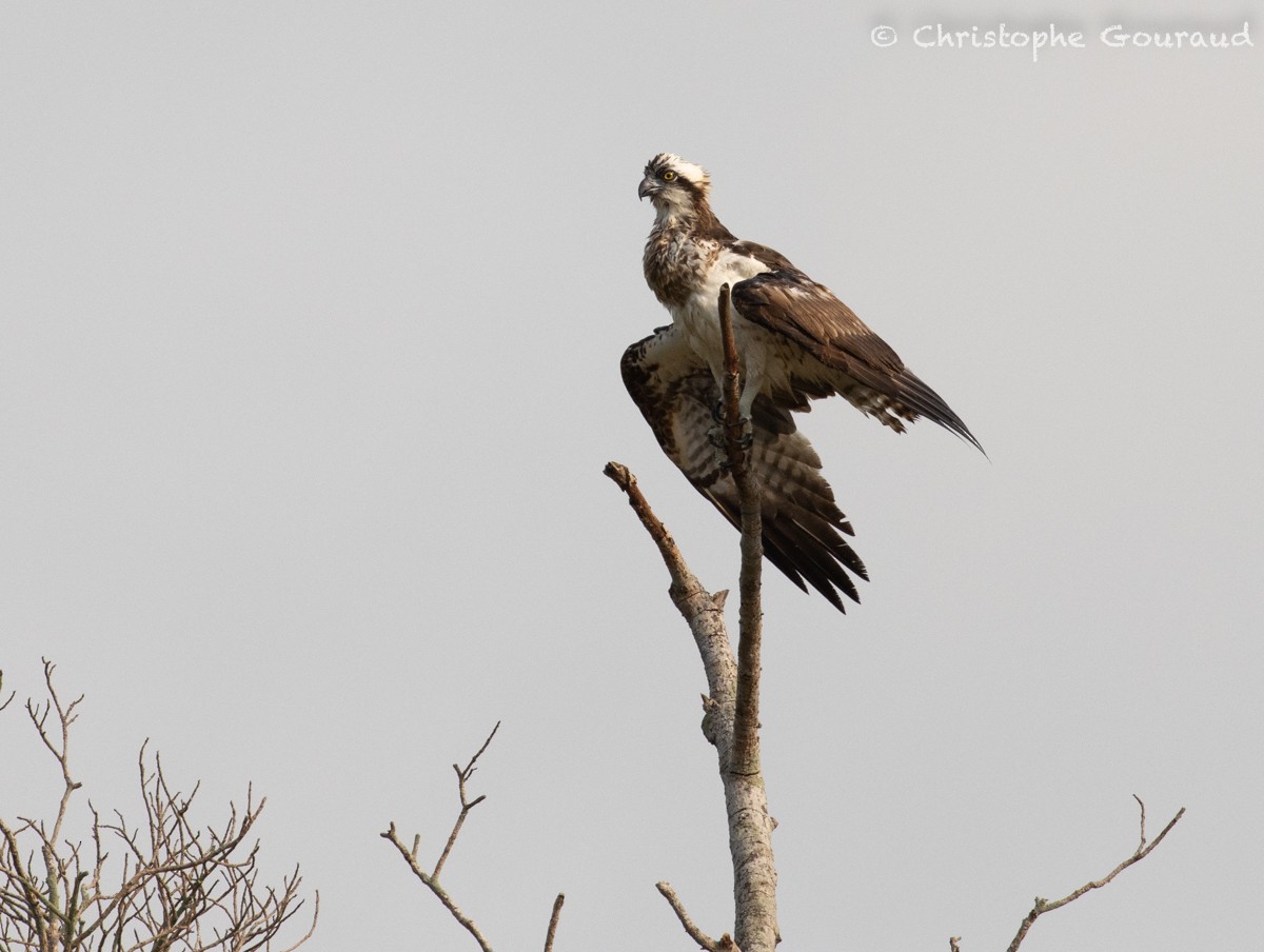 Скопа західна (підвид haliaetus) - ML618260245