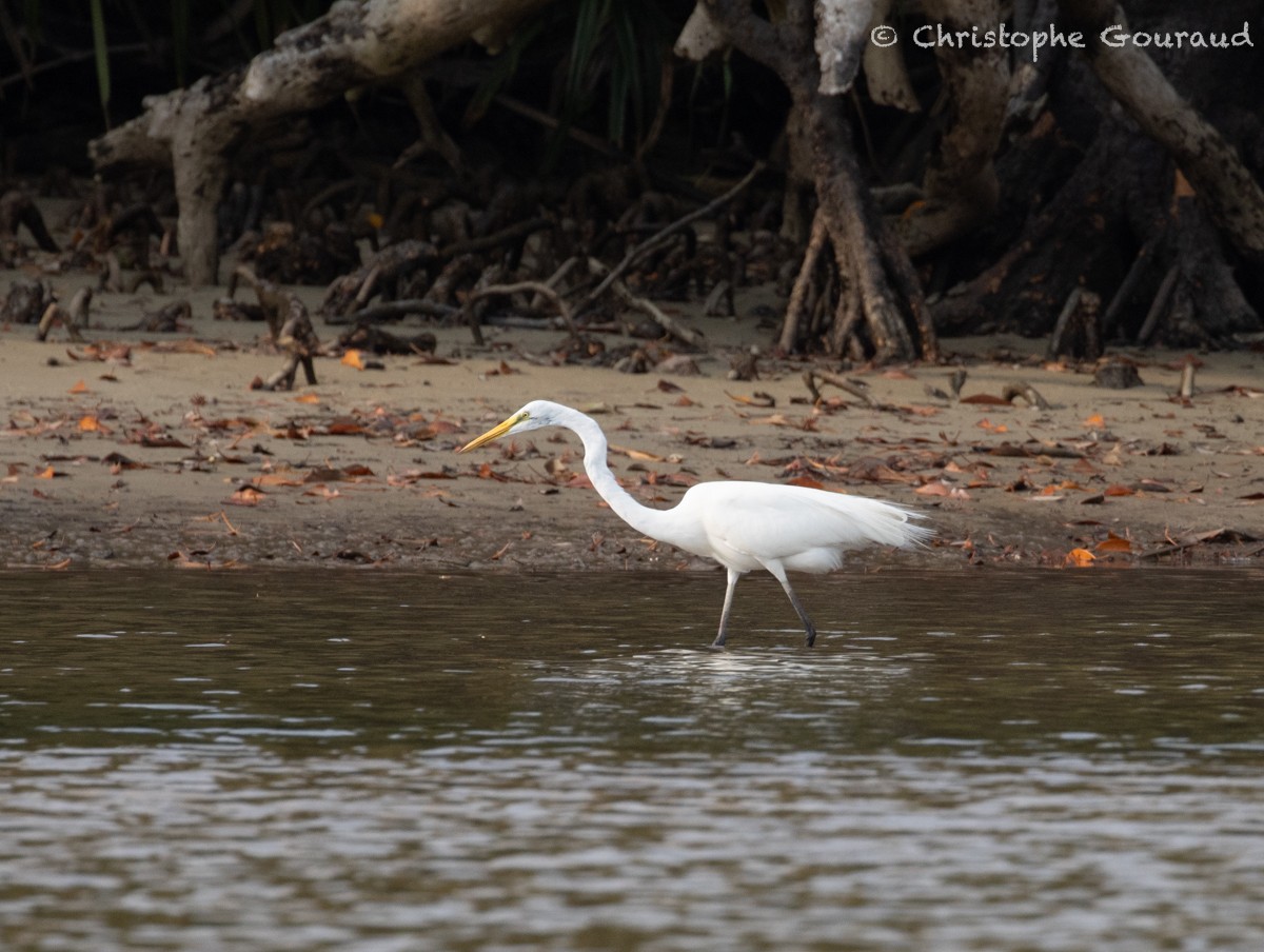 Цасч дэглий - ML618260247