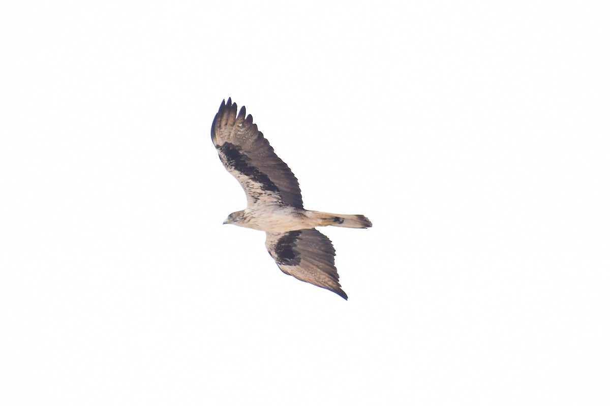 Bonelli's Eagle - ML618260265