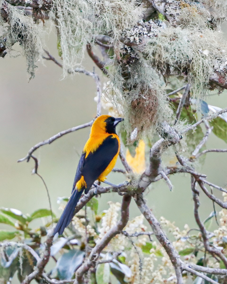 Yellow-backed Oriole - ML618260320