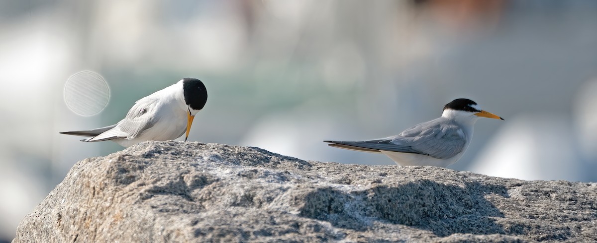 Least Tern - Ingrid Siegert