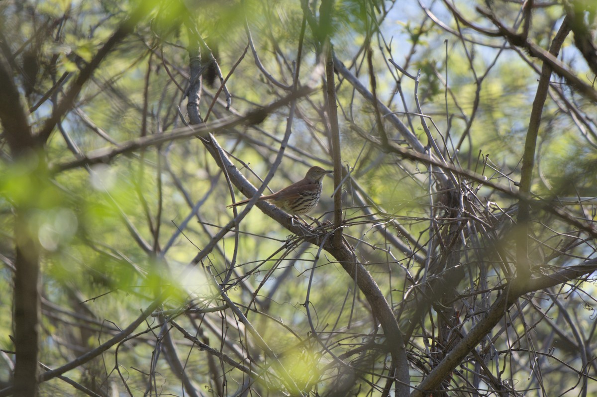 Brown Thrasher - Tyler Pearson