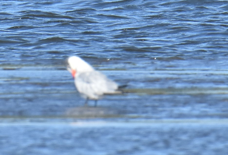 Caspian Tern - Mark Tarnawski