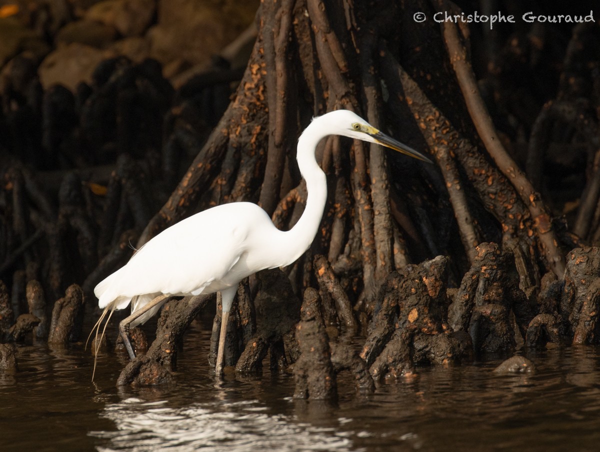 Great Egret - Christophe Gouraud