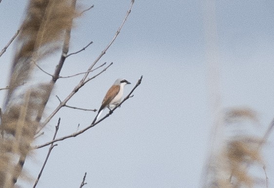 Red-backed Shrike - ML618260362