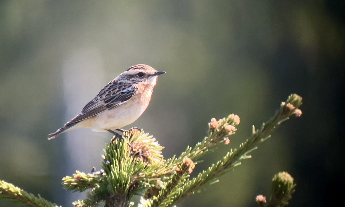 Whinchat - Jakub Macháň