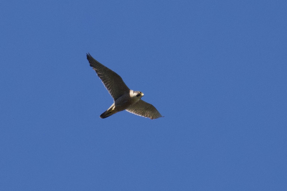 Peregrine Falcon - John Vieira