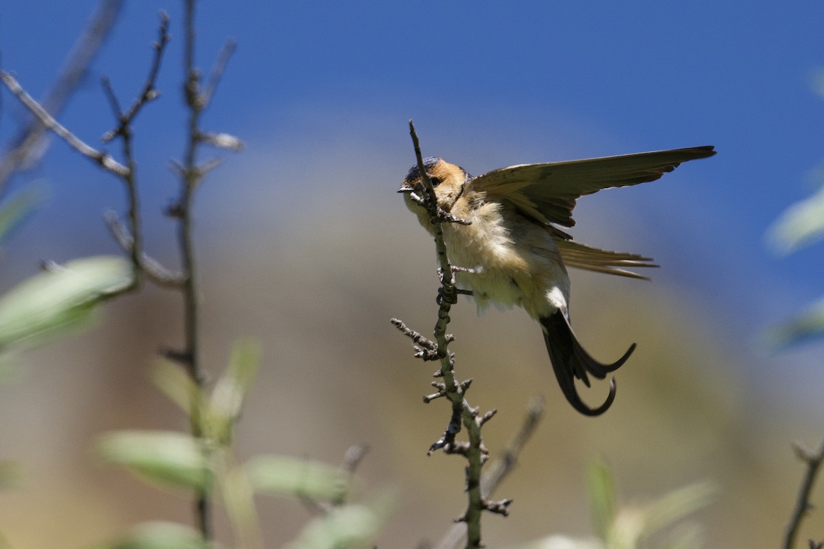 Red-rumped Swallow - John Vieira