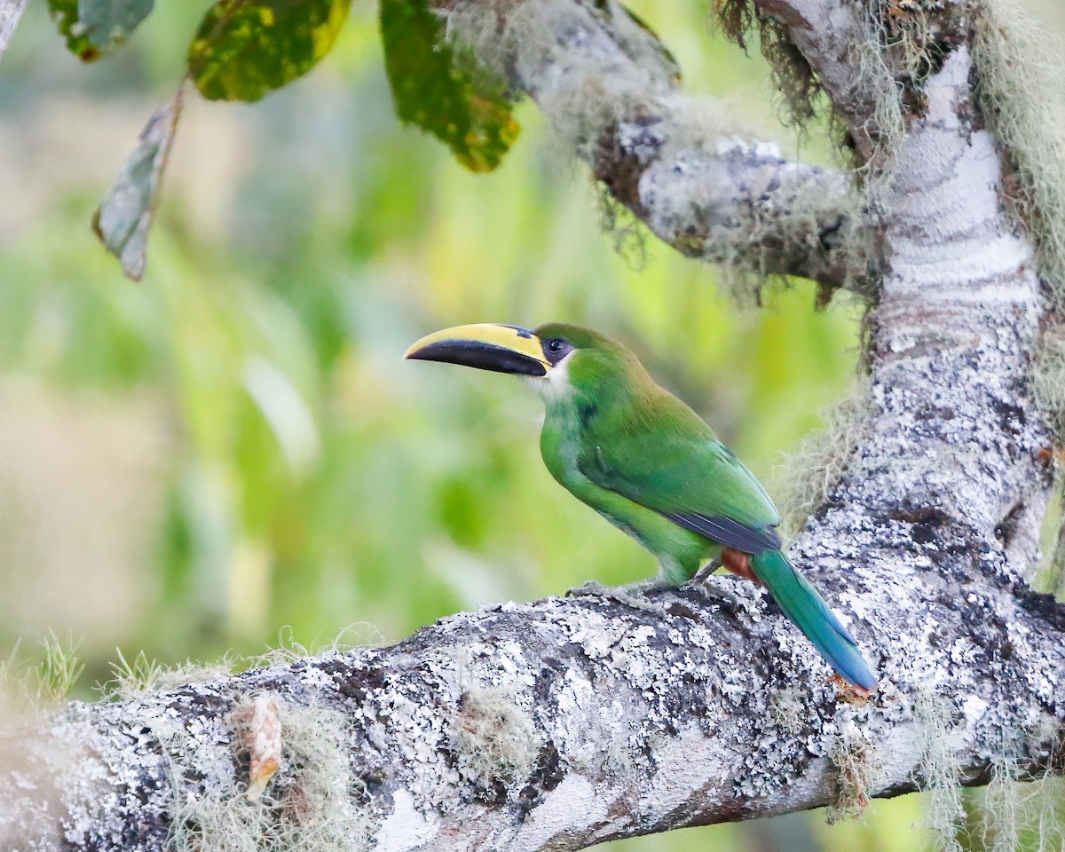 Northern Emerald-Toucanet - ML618260405